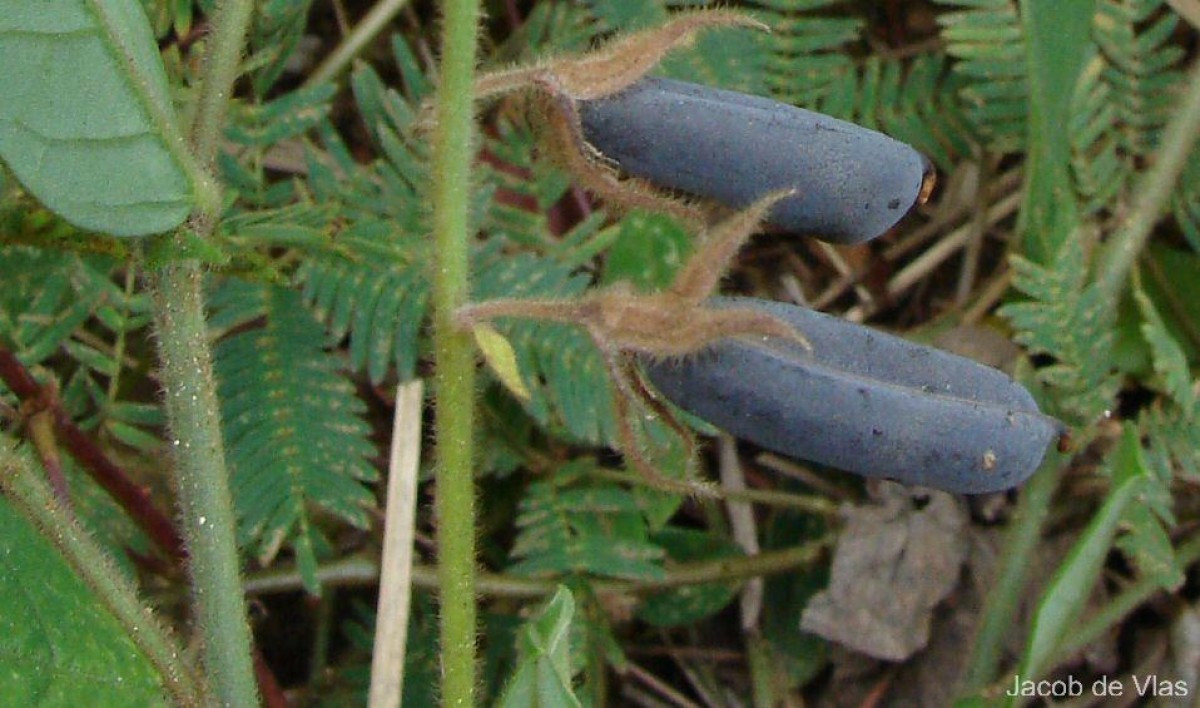 Crotalaria lejoloba Bartl.